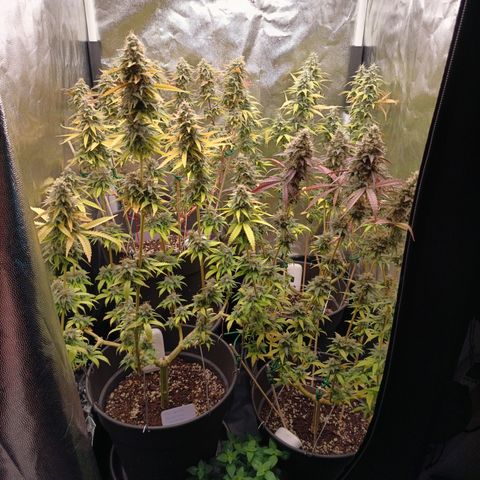 Pink Runtz  growlog timeline photo