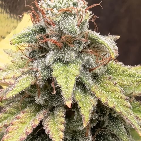 Fat Gorilla  growlog timeline photo