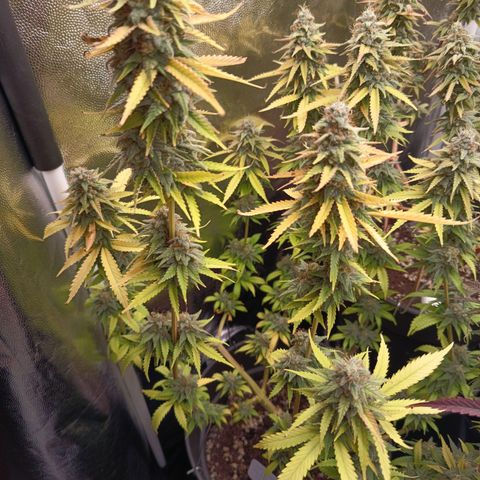 Fat Gorilla  growlog timeline photo