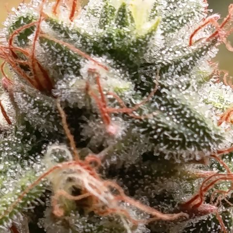 Fat Gorilla  growlog timeline photo
