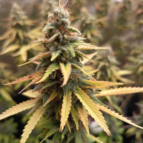 Fat Gorilla  growlog timeline photo