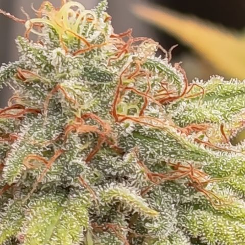 Pink Runtz  growlog timeline photo