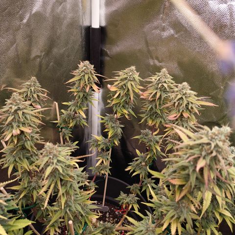 Pink Runtz  growlog timeline photo