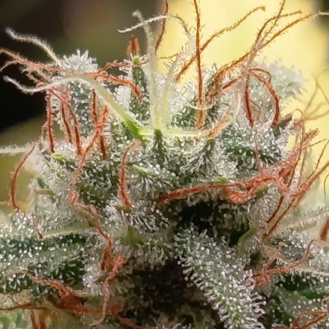 Fat Gorilla  growlog timeline photo