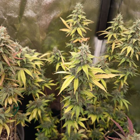 Sherbet Queen  growlog timeline photo