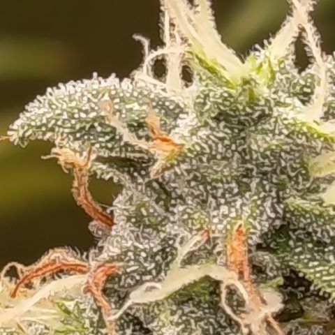 Sherbet Queen  growlog timeline photo
