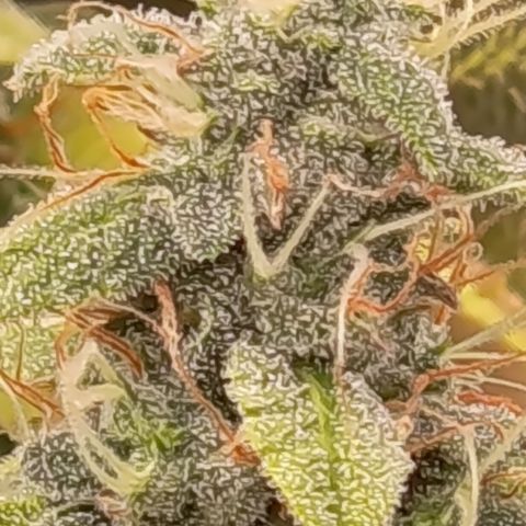 Sherbet Queen  growlog timeline photo