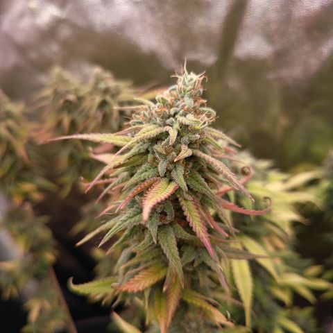 Pink Runtz  growlog timeline photo