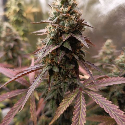 Green Gelato  growlog timeline photo