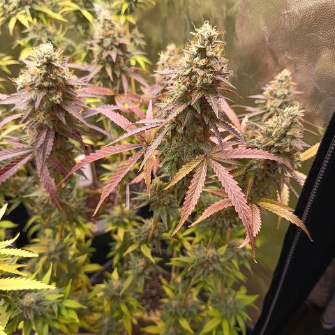 Green Gelato  growlog timeline photo
