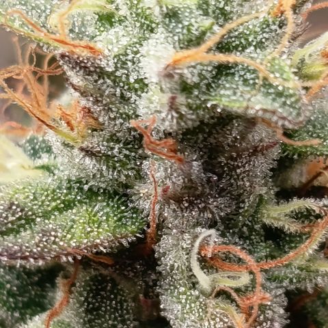 Green Gelato  growlog timeline photo