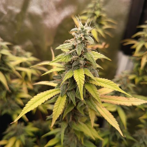 Sherbet Queen  growlog timeline photo