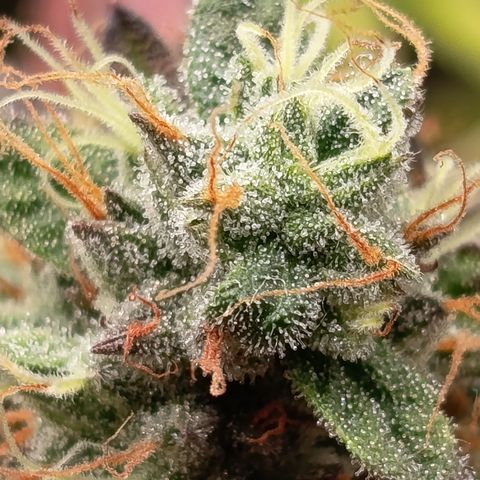 Green Gelato  growlog timeline photo