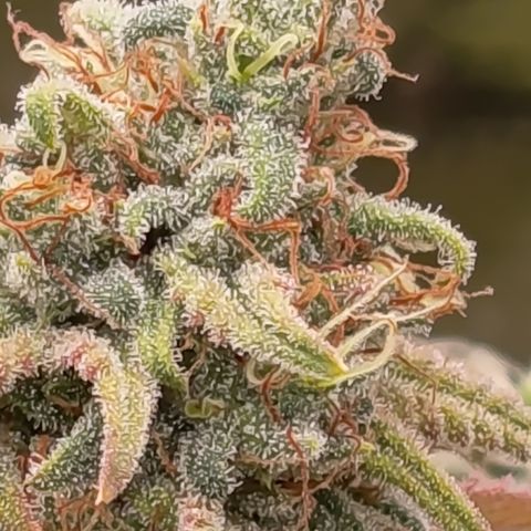 Pink Runtz  growlog timeline photo