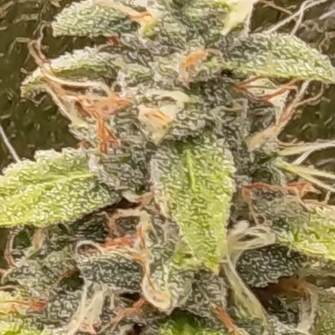 Sherbet Queen  growlog timeline photo