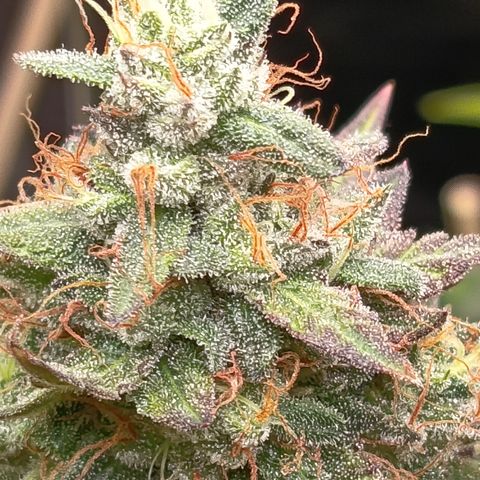 Green Gelato  growlog timeline photo