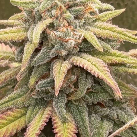 Pink Runtz  growlog timeline photo