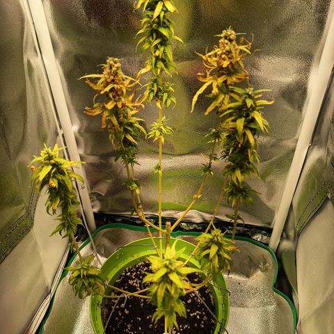 Royal Runtz  growlog timeline photo