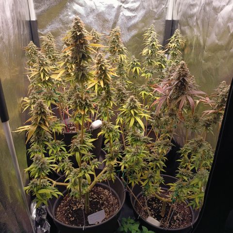 Sherbet Queen  growlog timeline photo