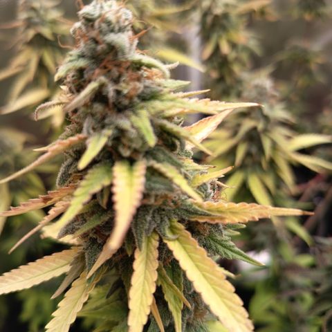 Fat Gorilla  growlog timeline photo