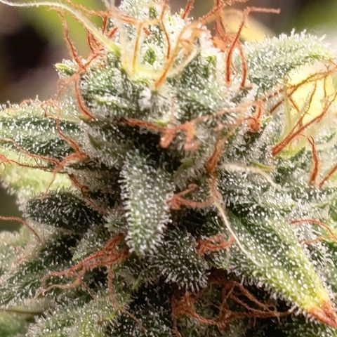 Fat Gorilla  growlog timeline photo