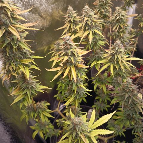 Fat Gorilla  growlog timeline photo