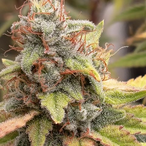 Fat Gorilla  growlog timeline photo