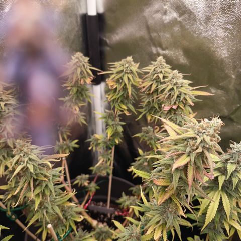 Pink Runtz  growlog timeline photo
