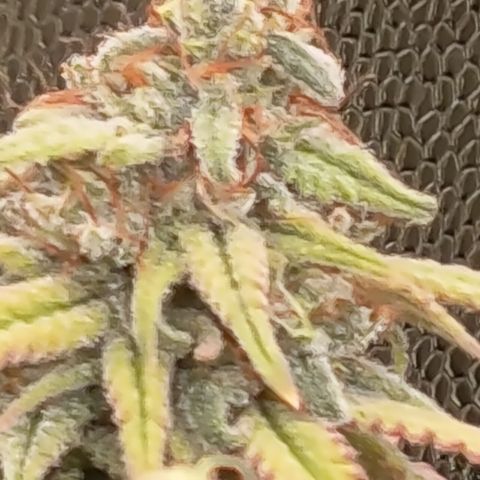Pink Runtz  growlog timeline photo