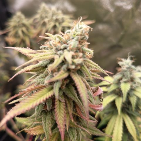 Pink Runtz  growlog timeline photo
