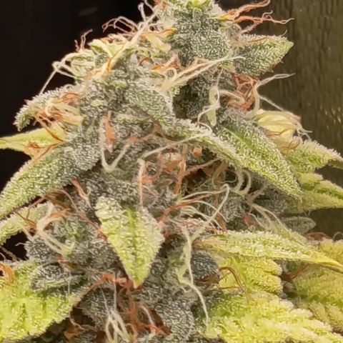 Sherbet Queen  growlog timeline photo