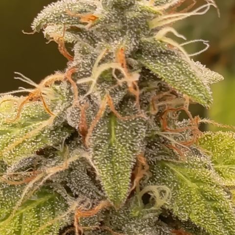 Sherbet Queen  growlog timeline photo