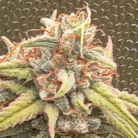 Pink Runtz  growlog timeline photo