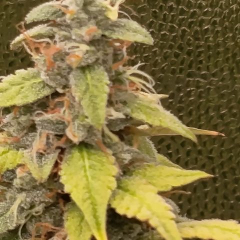 Sherbet Queen  growlog timeline photo