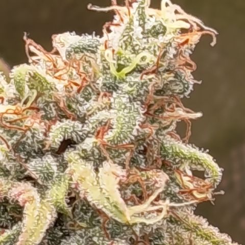 Pink Runtz  growlog timeline photo