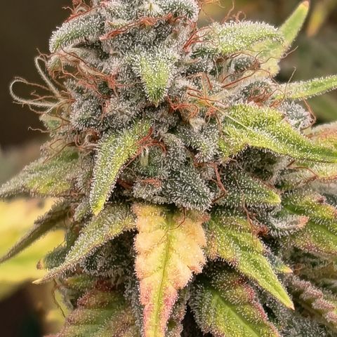 Fat Gorilla  growlog timeline photo