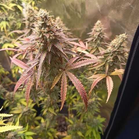 Green Gelato  growlog timeline photo