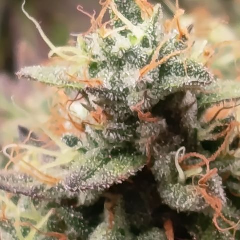 Green Gelato  growlog timeline photo