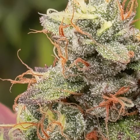 Green Gelato  growlog timeline photo