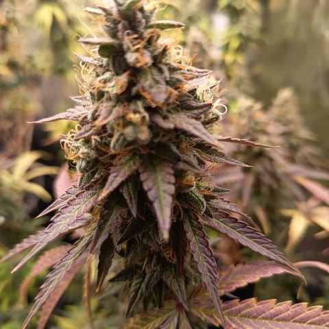 Green Gelato  growlog timeline photo