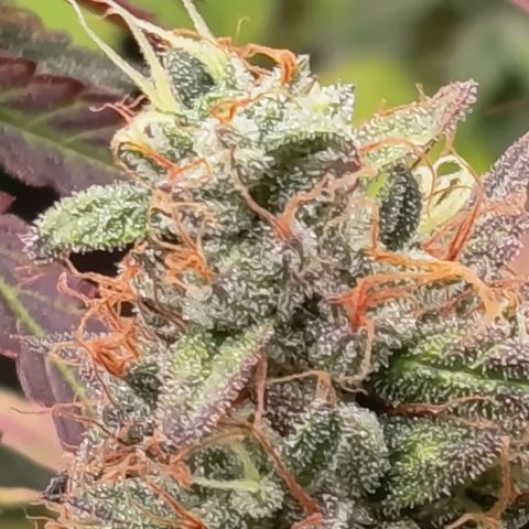 Green Gelato  growlog timeline photo