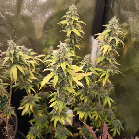 Sherbet Queen  growlog timeline photo
