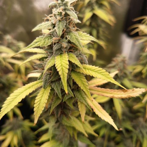 Sherbet Queen  growlog timeline photo