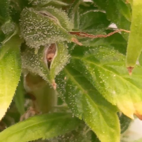 Royal Runtz  growlog timeline photo