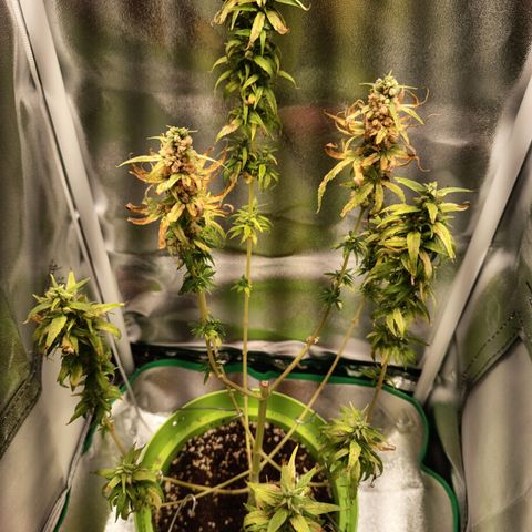 Royal Runtz  growlog timeline photo