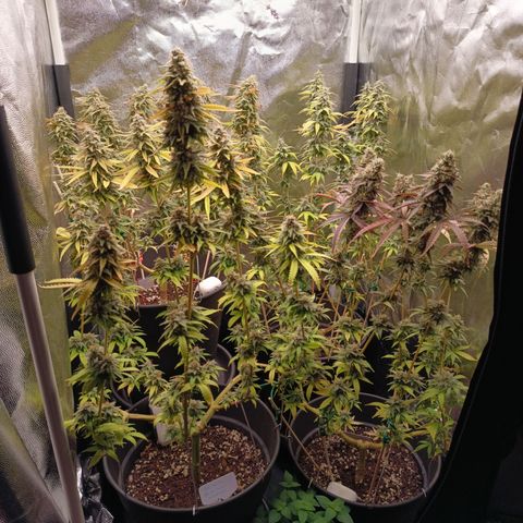 Sherbet Queen  growlog timeline photo