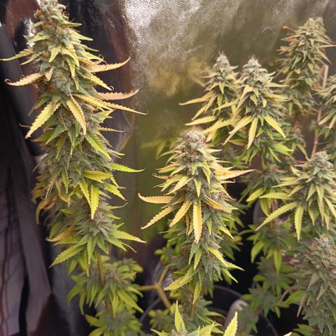 Fat Gorilla  growlog timeline photo