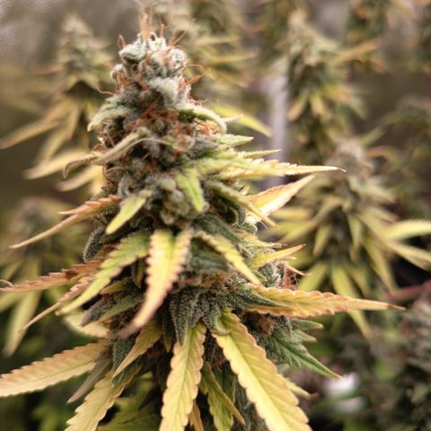 Fat Gorilla  growlog timeline photo
