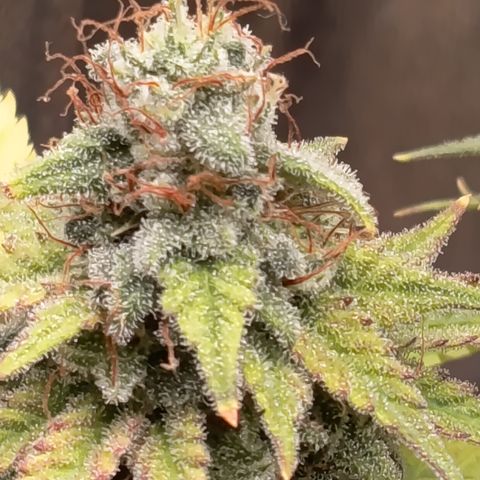 Fat Gorilla  growlog timeline photo