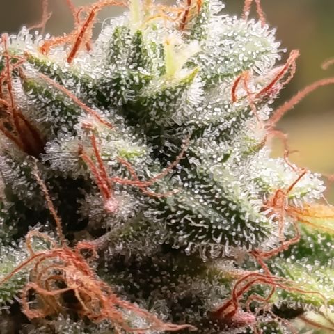 Fat Gorilla  growlog timeline photo